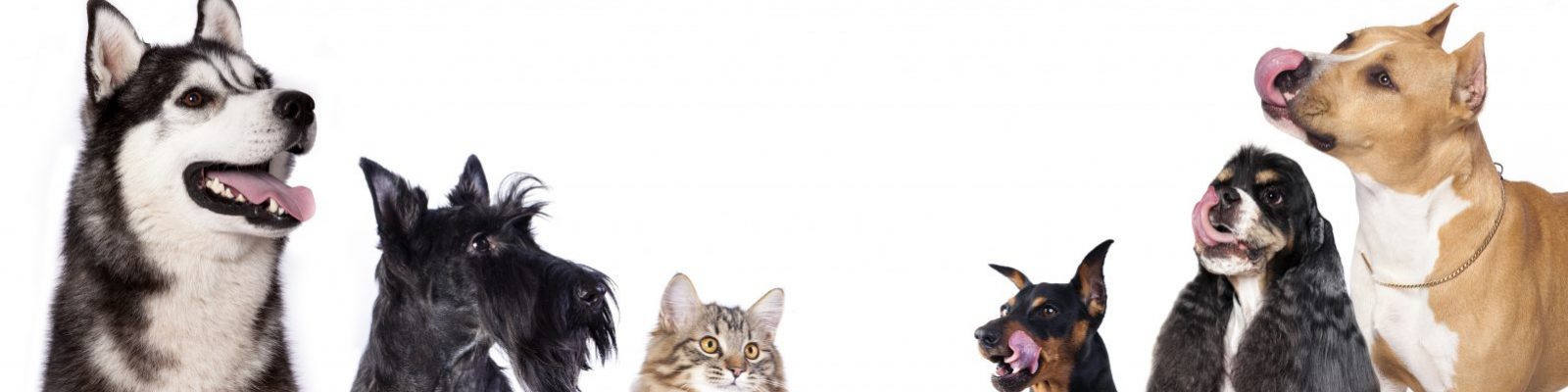 A row of dog and cat breeds