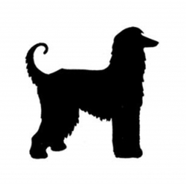 Afgan Hound