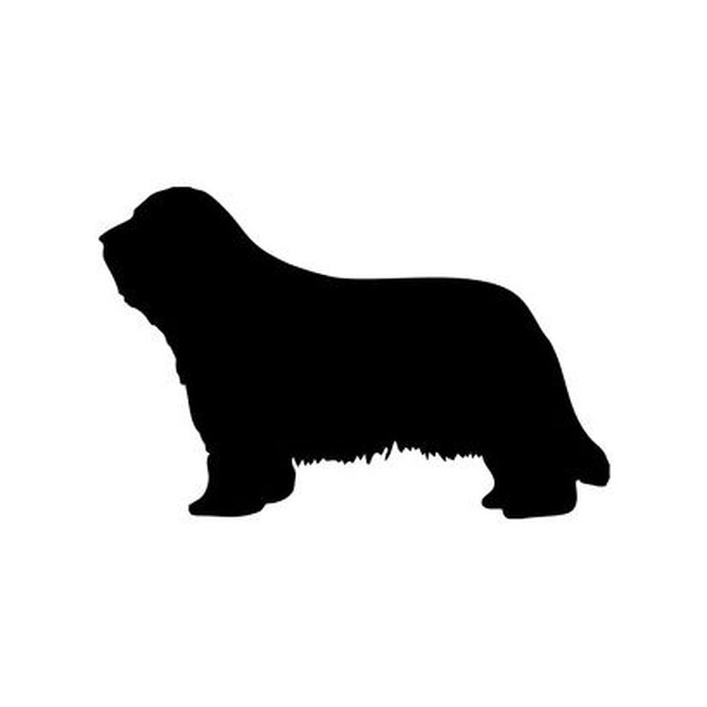 Bearded Collie