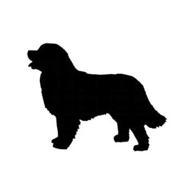 Bernese Mountain Dog 1