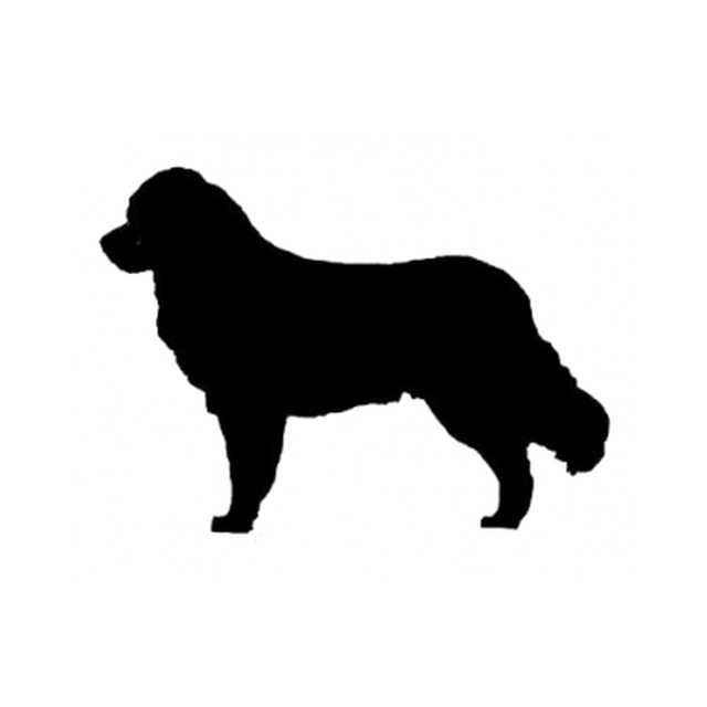Bernese Mountain Dog 2