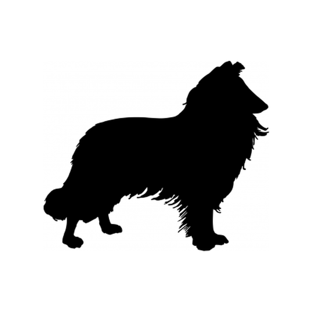 Border Collie 1
