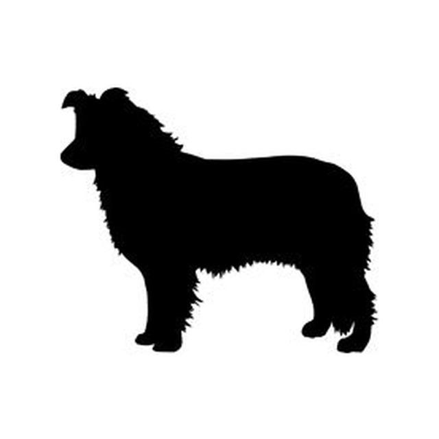 Border Collie 2