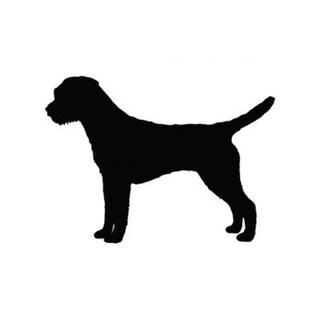 Border Terrier 1