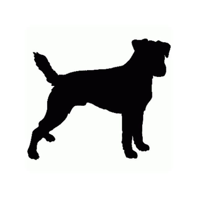 Border Terrier 2