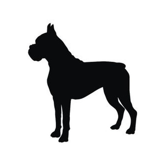 Boxer 1
