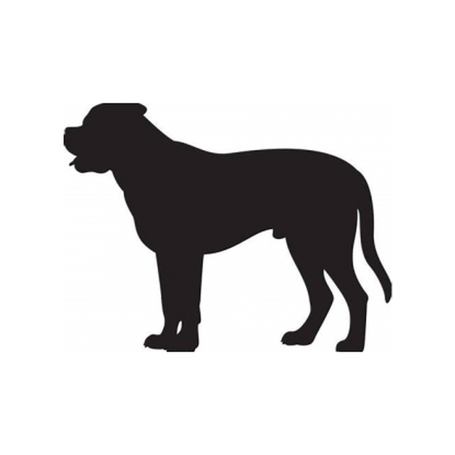 Bullmastif 1