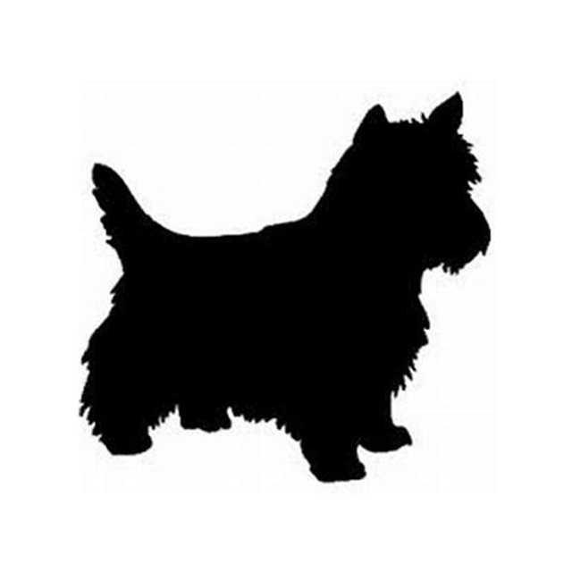 Cairn Terrier 1