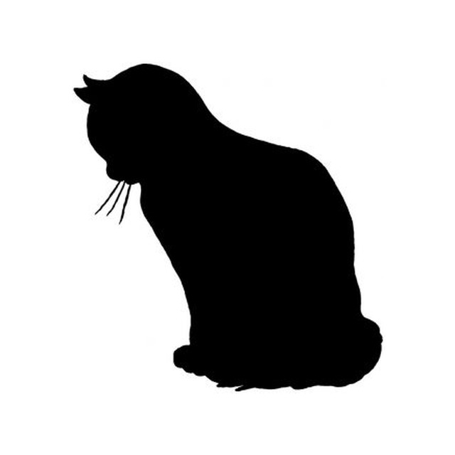 Cat 8