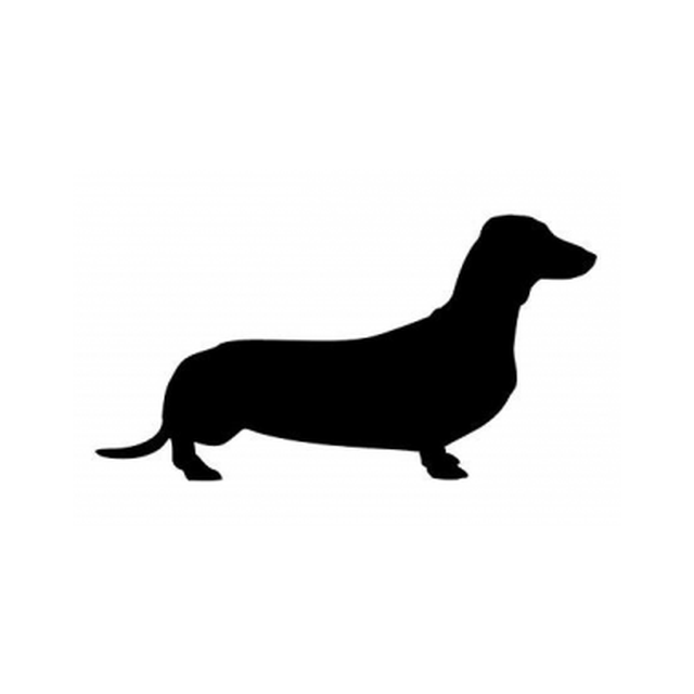 Dachshund