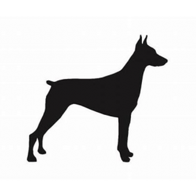 Doberman Pinscher 1