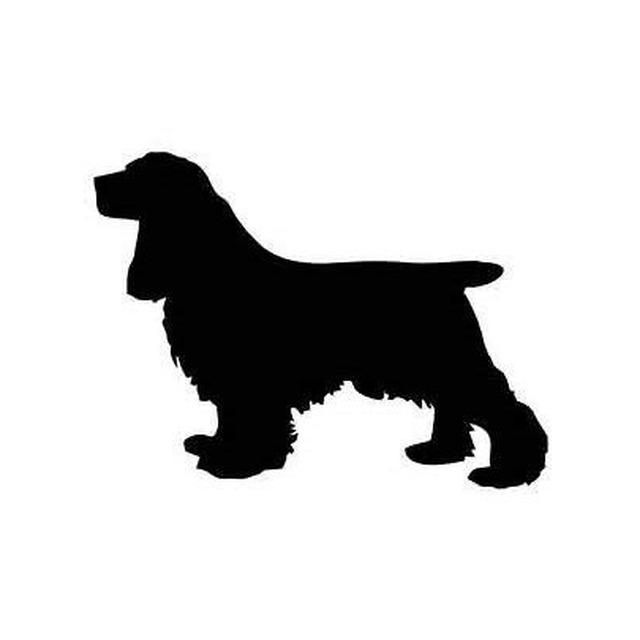 English Cocker Spaniel