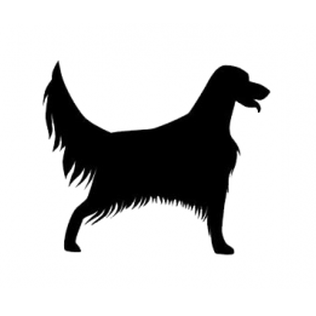 English Setter