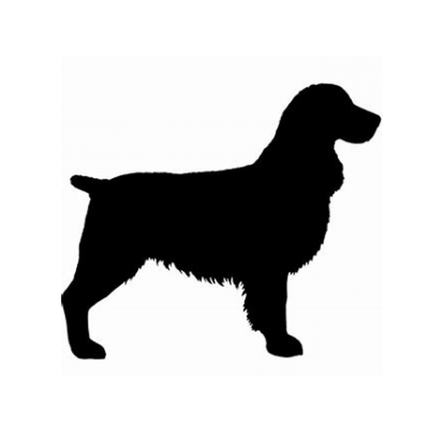 English Springer Spaniel 1