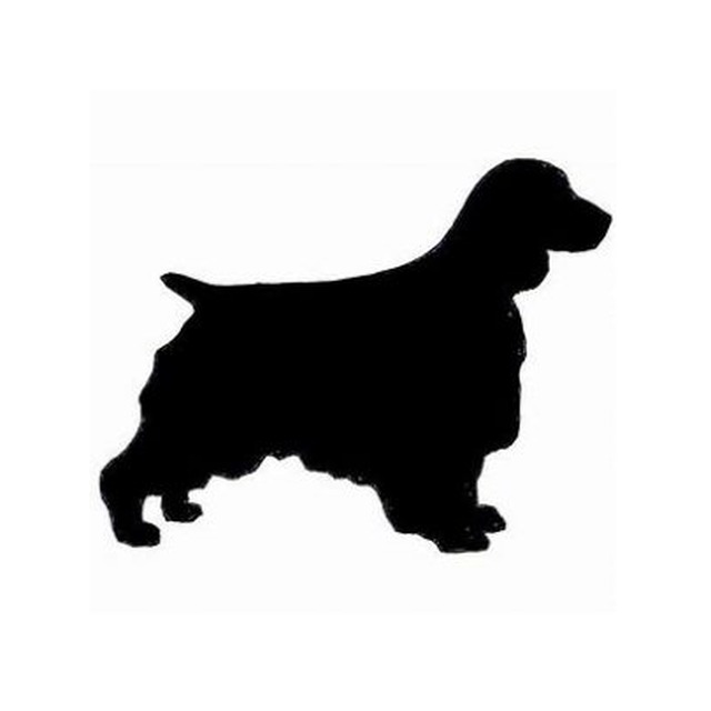 English Springer Spaniel 2