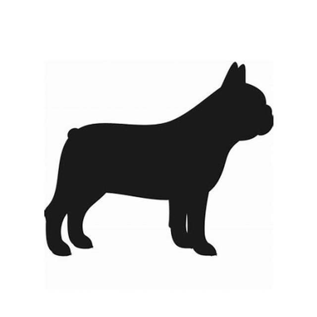 French Bulldog 1
