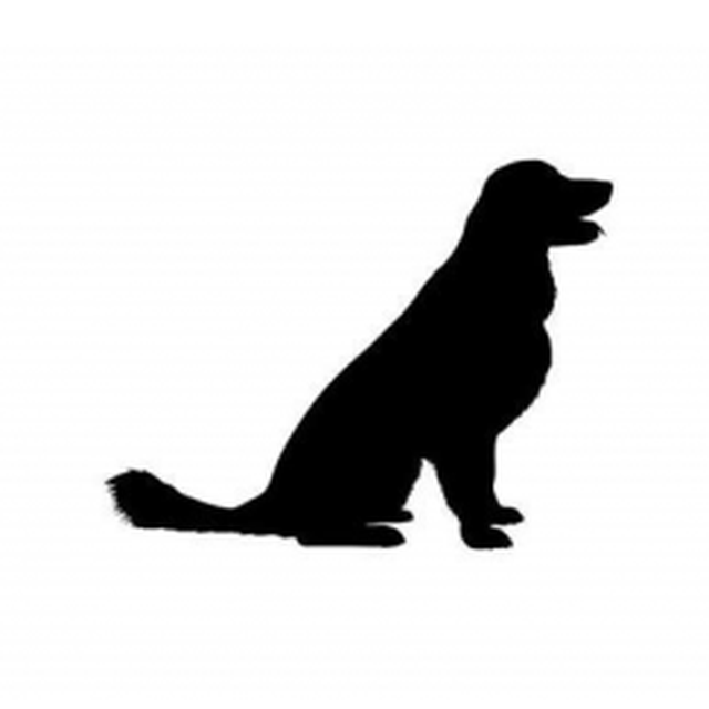 Golden Retriever 1