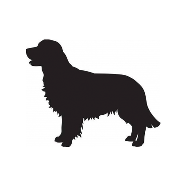 Golden Retriever 2