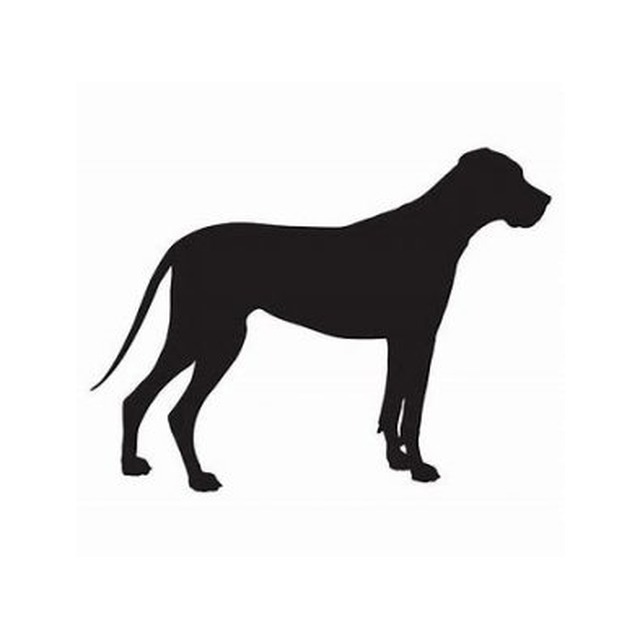 Great Dane 2