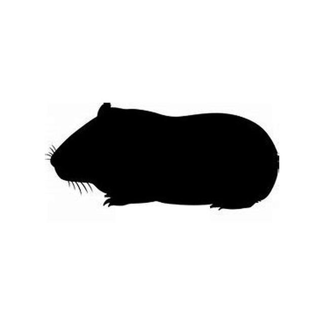 Guineapig 1