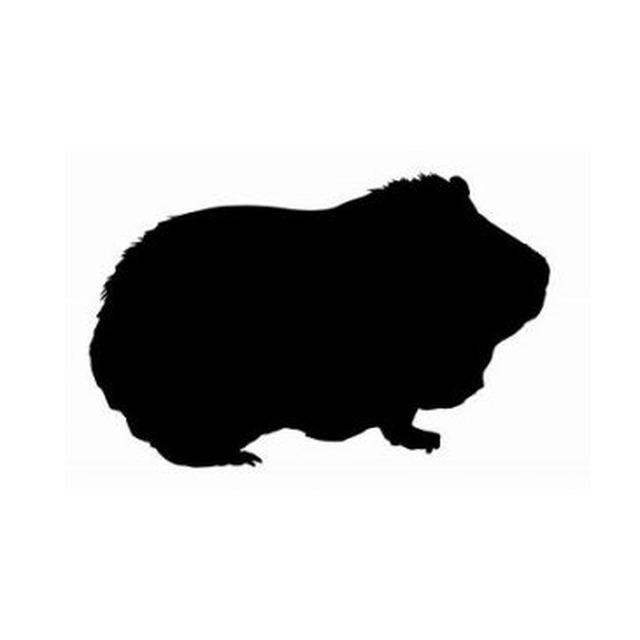 Guineapig 2