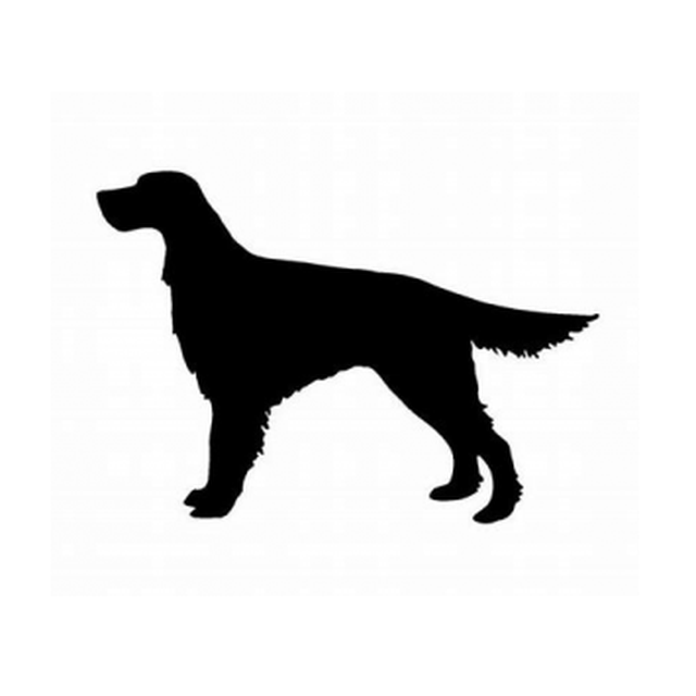 Irish Setter