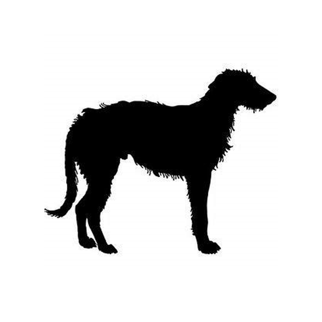 Irish Wolfhound 1