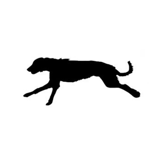 Irish Wolfhound 2