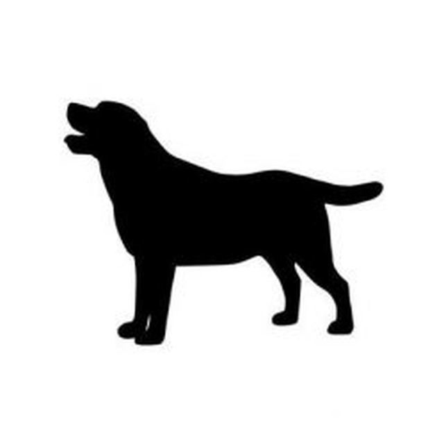 Labrador Retriever 1