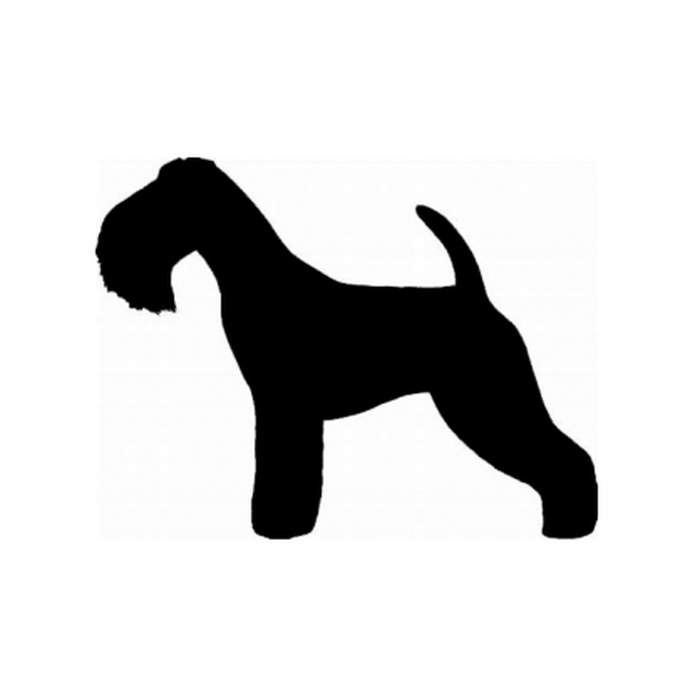 Lakeland Terrier 1