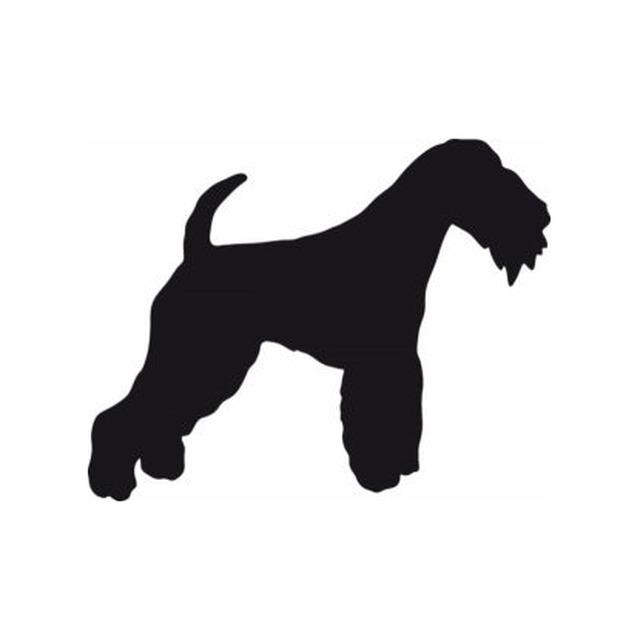 Lakeland Terrier 2