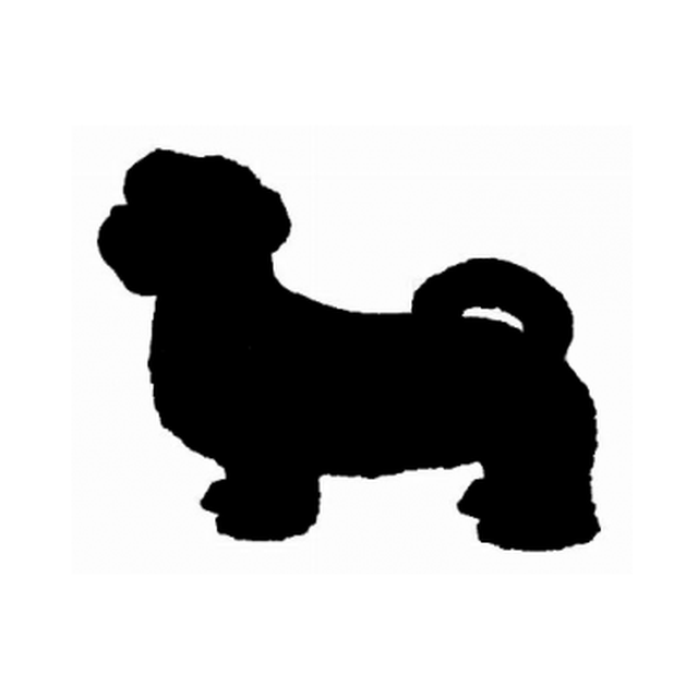 Lhasa Apso 1