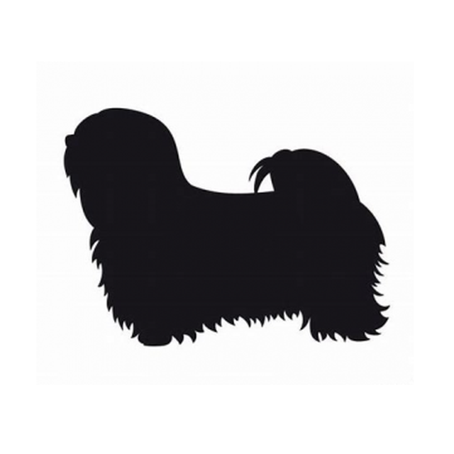 Lhasa Apso 2