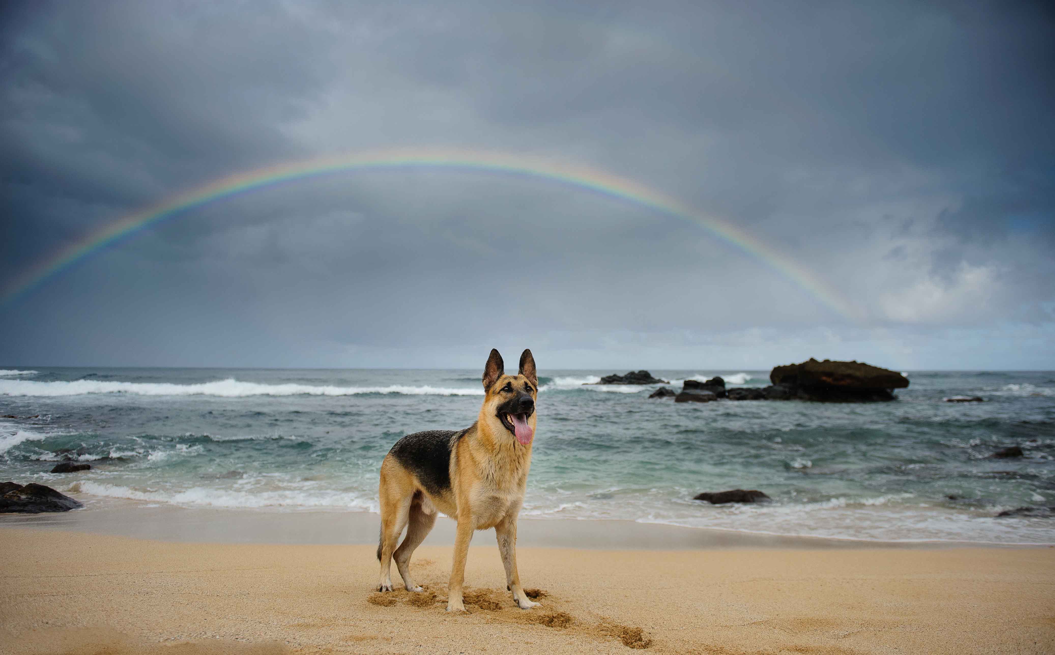A dog on a beach under a rainbow