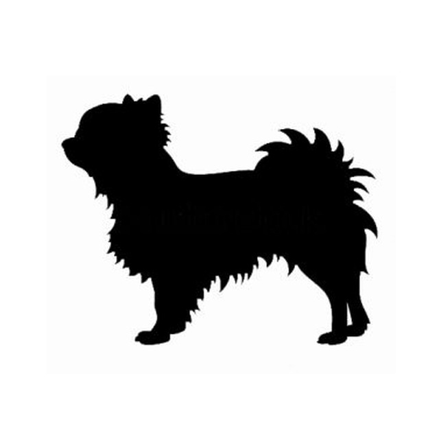 Long Haired Chihuahua