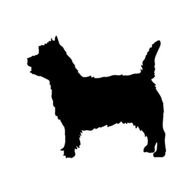 Norwich Terrier 1