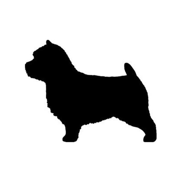 Norwich Terrier 2