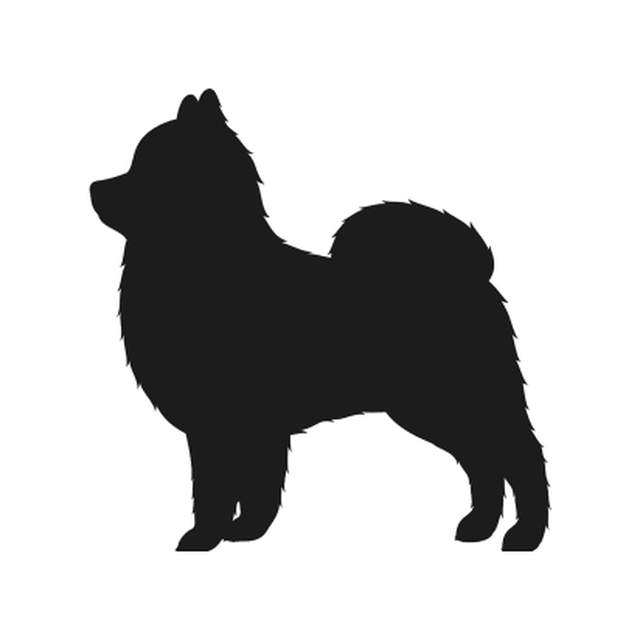 Pomeranian 1