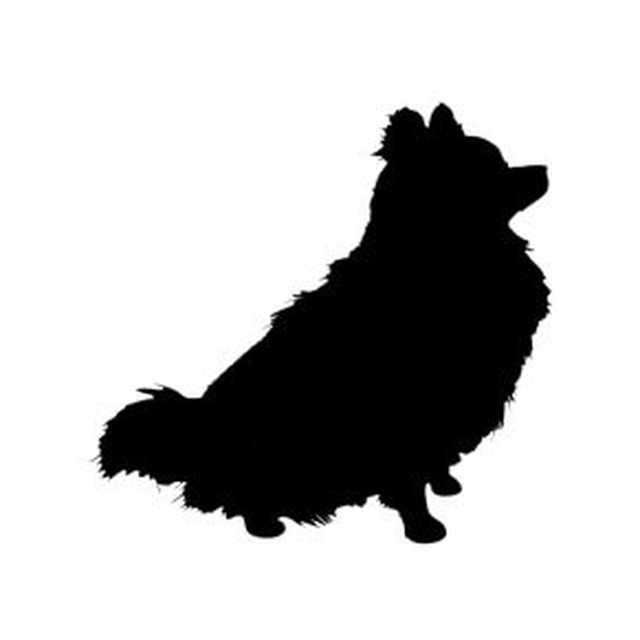 Pomeranian 2