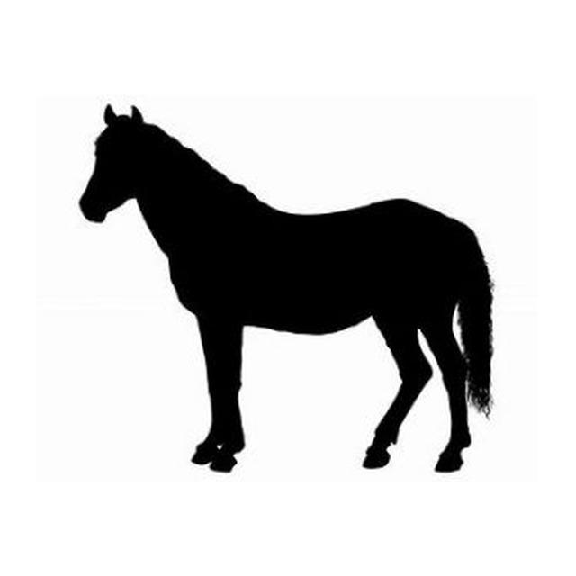 Pony 3