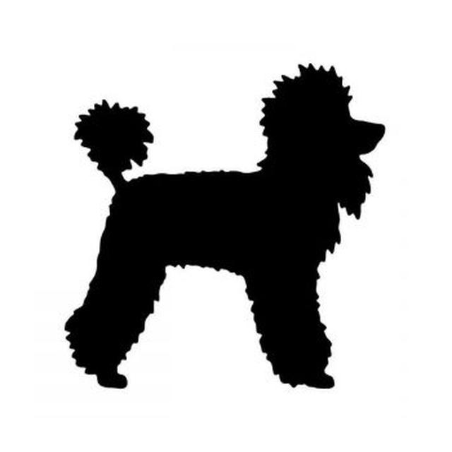 Poodle 1