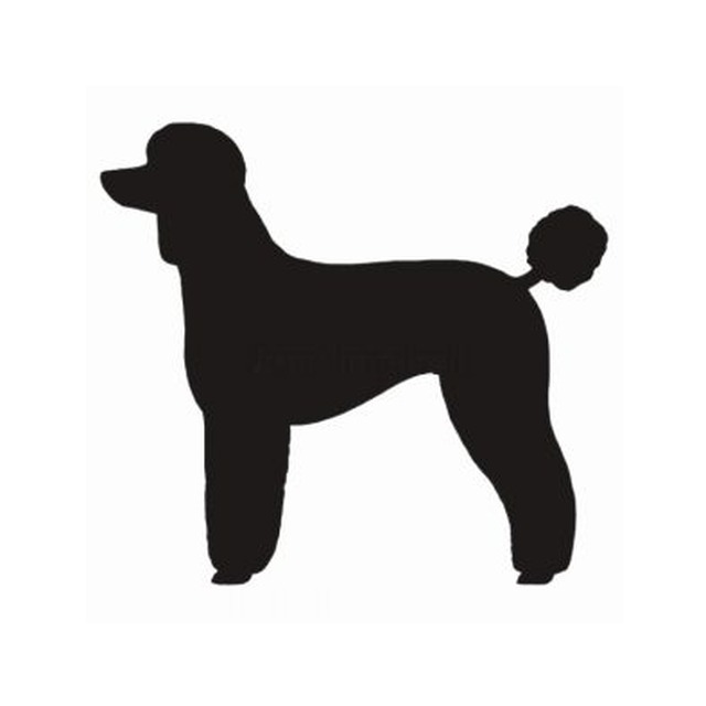 Poodle 2