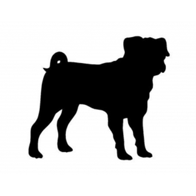 Pug 1
