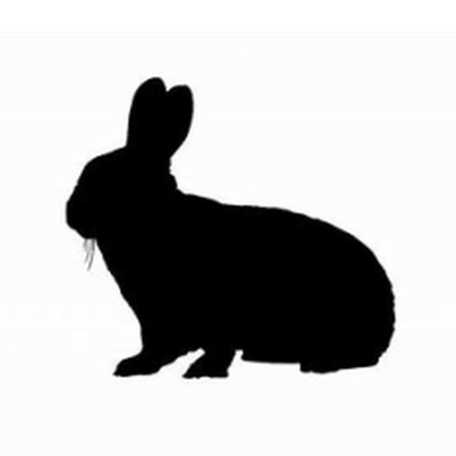 Rabbit 1