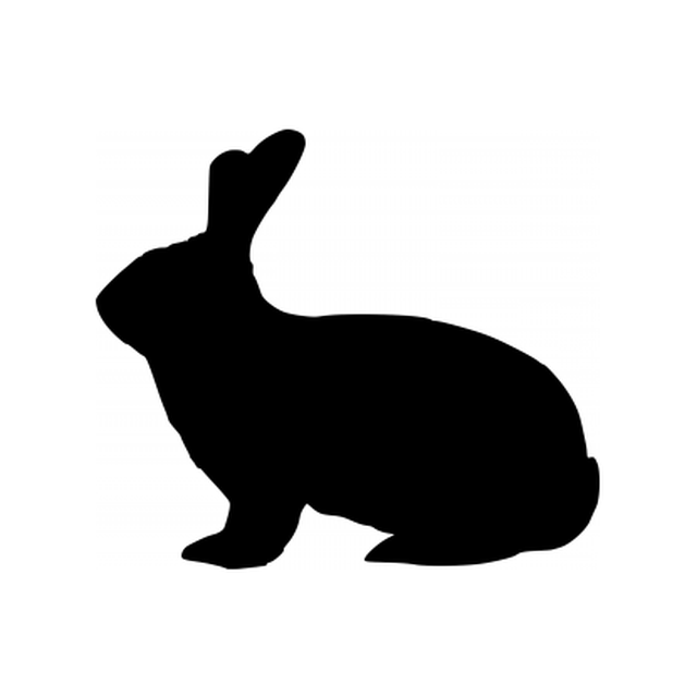 Rabbit 3