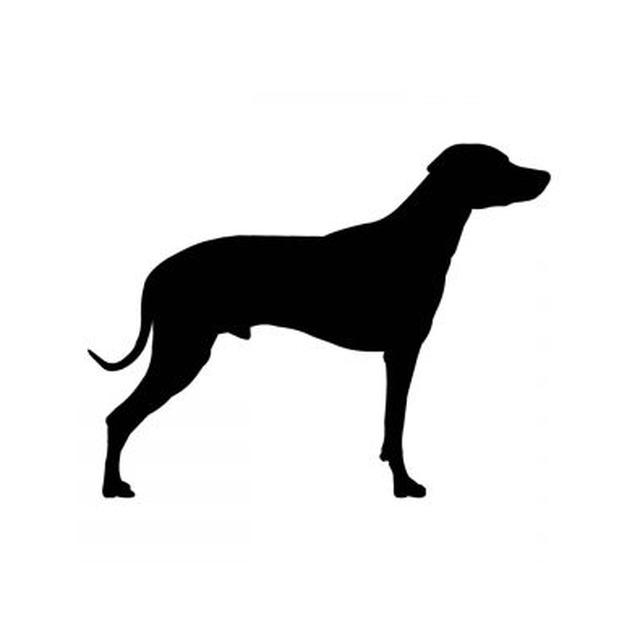 Rhodesian Ridgeback 1