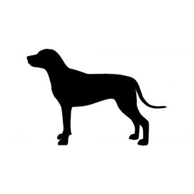 Rhodesian Ridgeback 2