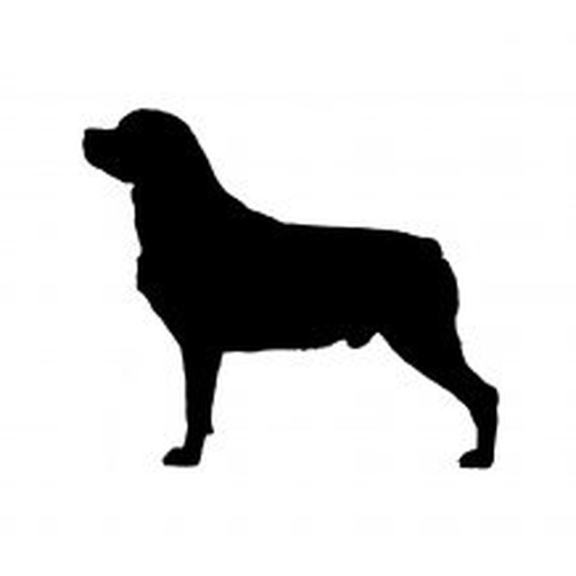 Rottweiler 2