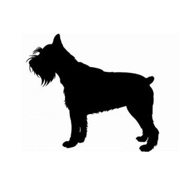 Schnauzer 2