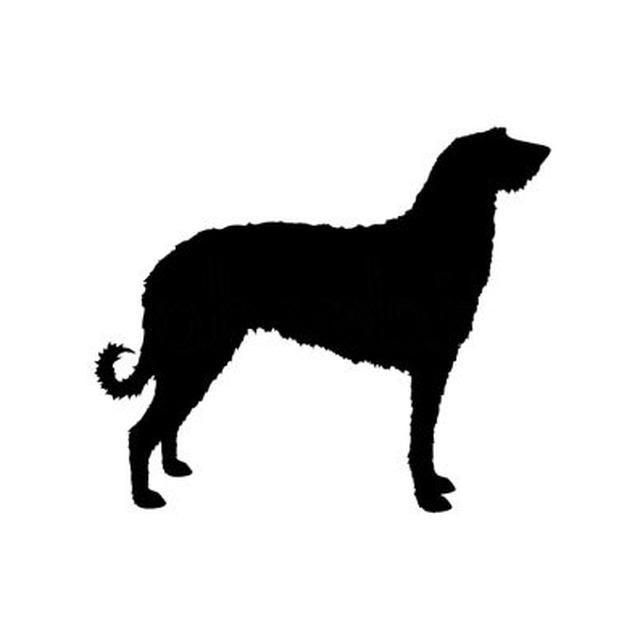 Scottish Deerhound 1